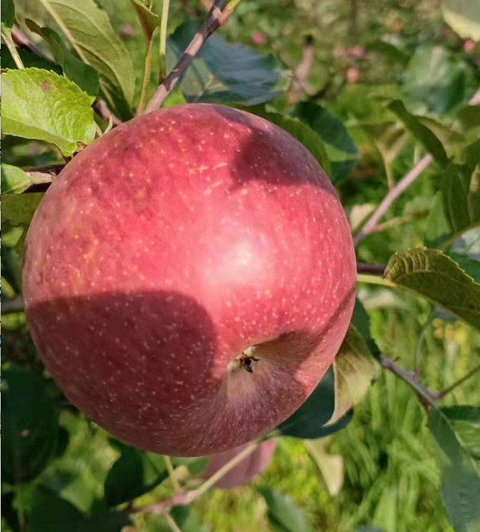 水果苹果负面新闻泰莱宝水果负面新闻-第1张图片-平心在线