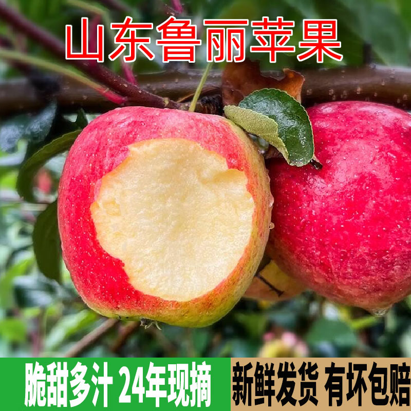 山东版小苹果小苹果儿童版小苹果