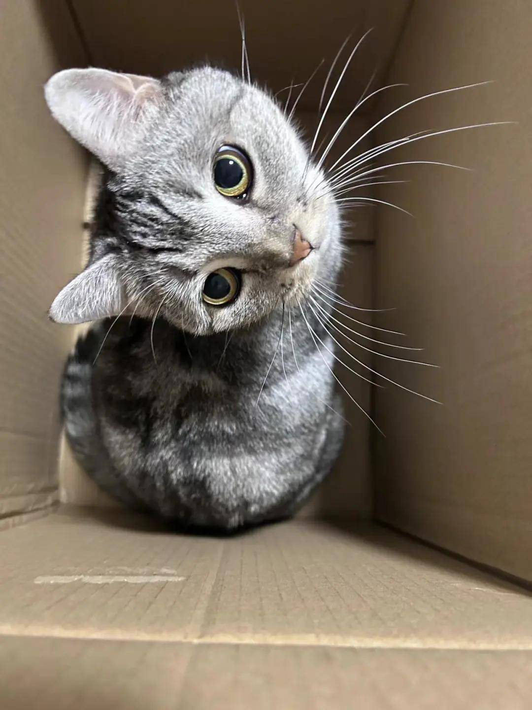 桌面小宠物手机版下载桌面养宠物的小程序免费-第2张图片-太平洋在线下载 桌面小宠物手机版下载桌面养宠物的小程序免费-第2张图片-太平洋在线下载