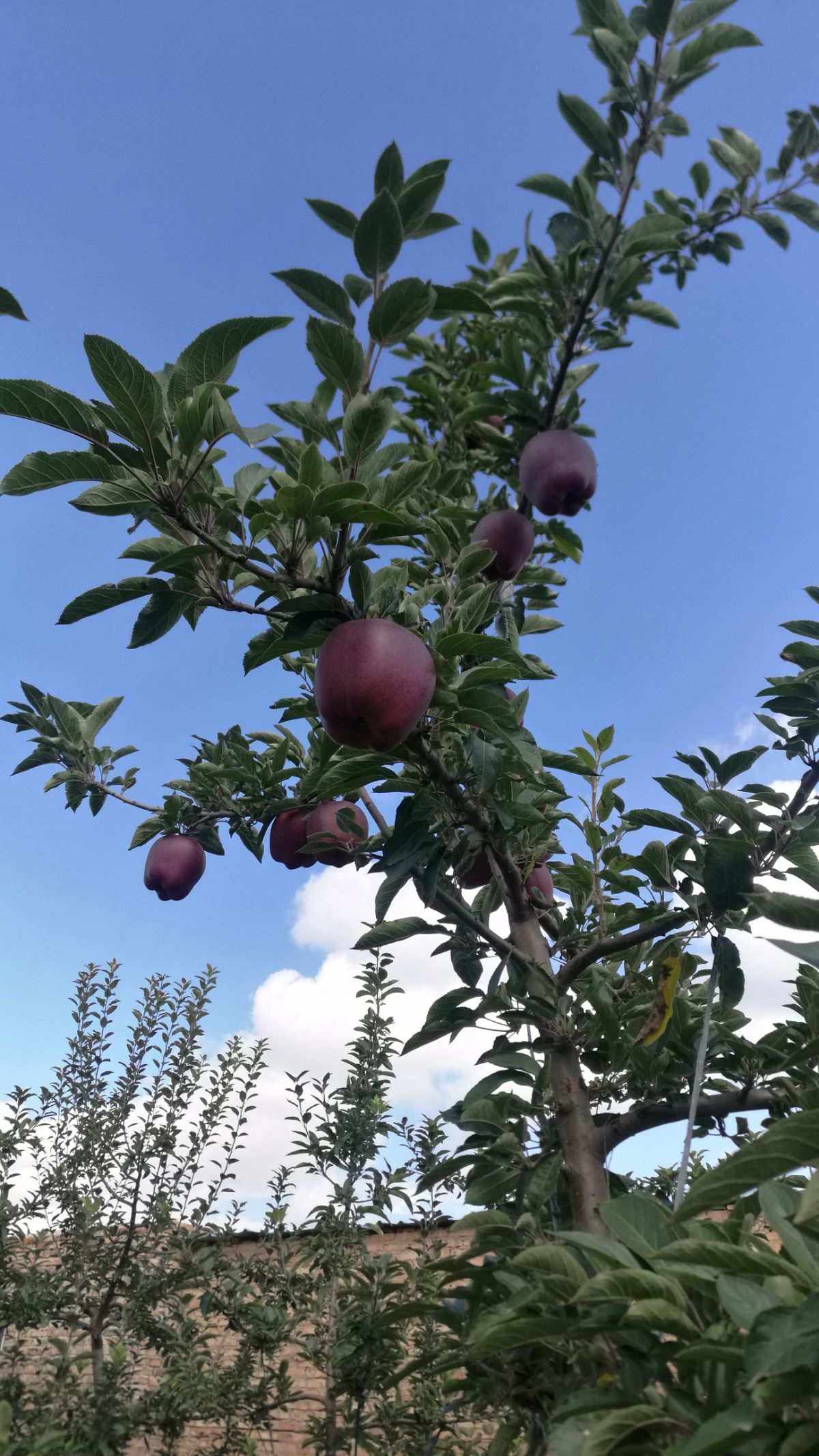 基层版小苹果小苹果iPhone版